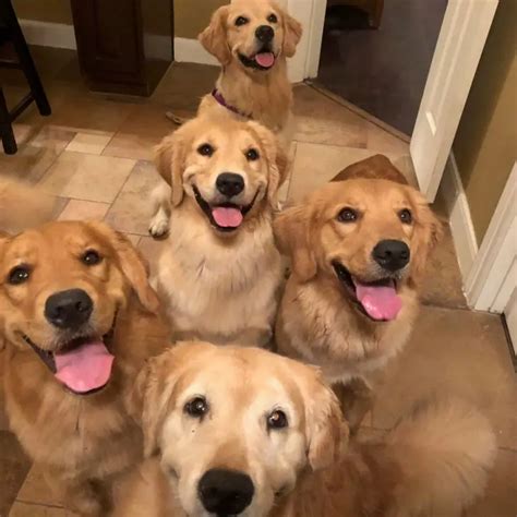 The 12 Biggest Challenges All New Golden Retriever Owners Face The Paws