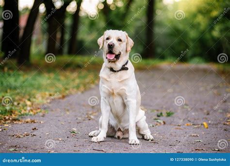 Labrador Dog Outdoors The Autumn Stock Photo Image Of Labrador