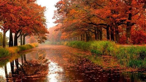 Autumn River Trees Colours Leaves Nature Forests Hd