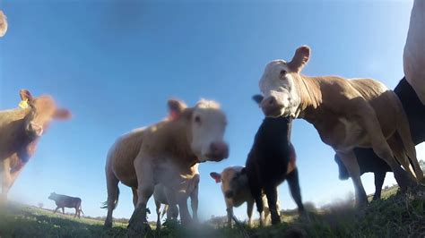 The Curiosity Of Cows Drone Crash Video Youtube