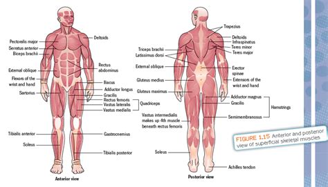 Vector illustration labeled medical health care scheme. Muscles | Computers