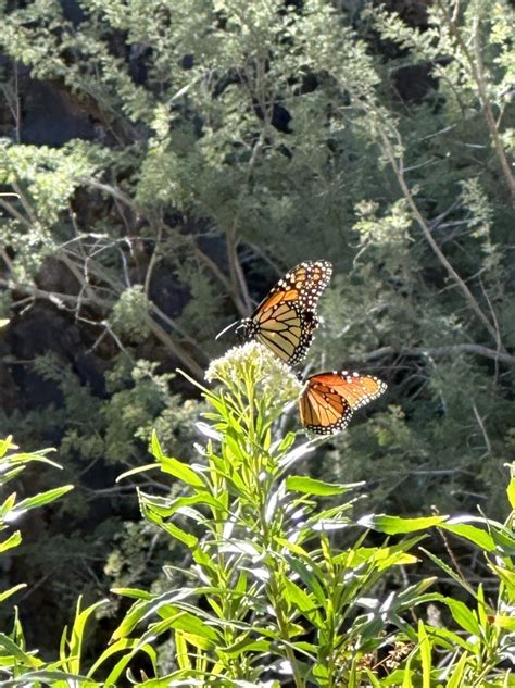 Late Season Monarchs When We Southwest Monarch Study