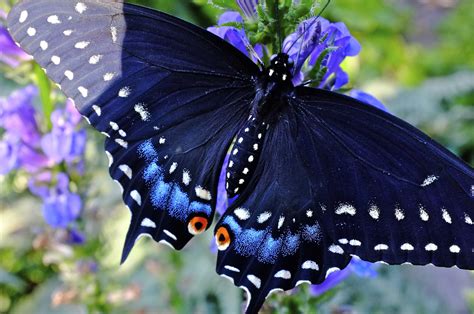 What Flowers Attract Swallowtail Butterflies Abiewrt