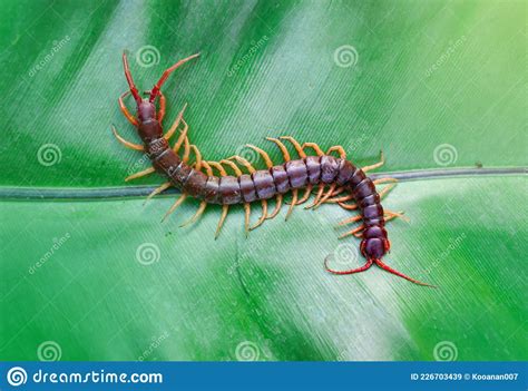 Centipedes Are Poisonous Animals Stock Image Image Of Hunter Bite