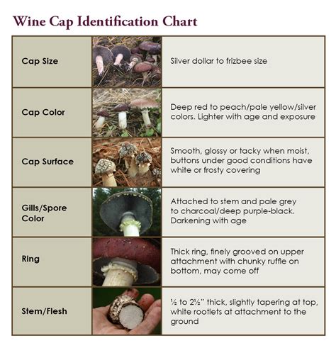 Mushrooming Together Normal Looking Wine Cap Defined Plus A Recipe