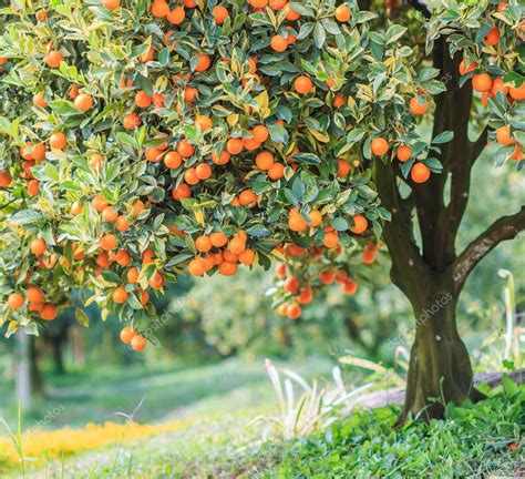 Orange Tree Park — Stock Photo © Deerphoto 148472277