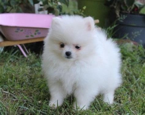 Pomeranian Puppies For Sale Chicago Il 269043