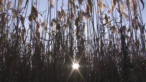 Reeds In The Wind Youtube