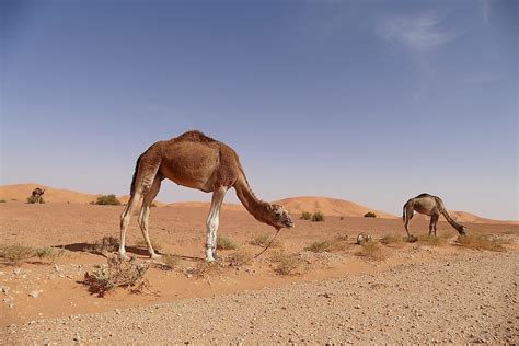 What Animals Live In The Sahara Desert Sahara Fragile