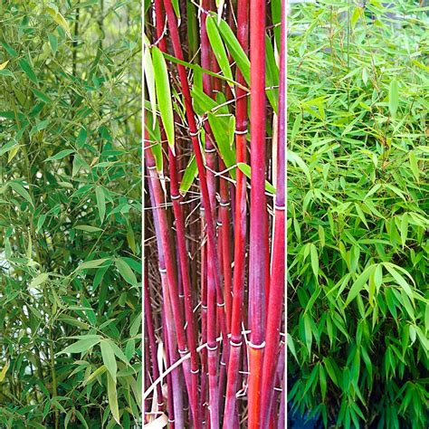 Fargesia Bamboo Hardy Outdoor Ornamental Flowering Evergreen Garden Pot