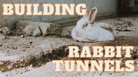 Building Rabbit Tunnels Youtube