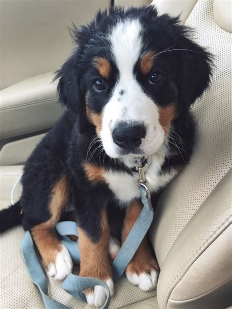 If you are a registered dogs nsw breeder and wish to advertise here please create. Glass House Puppies | Bernese Mountain Dog Breeder ...