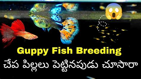 Guppy Fish Breeding How To Grow Fish Fries By Aquarium World Telugu