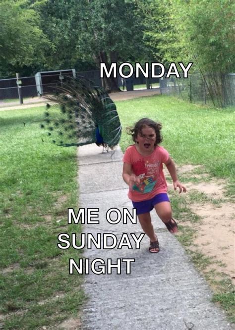 Memes Are Here For The Sunday Scaries