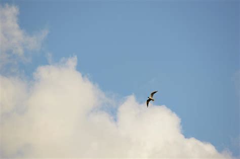 Solitary Wild Bird Flying Up Against A Blue Sky Photograph By Johan