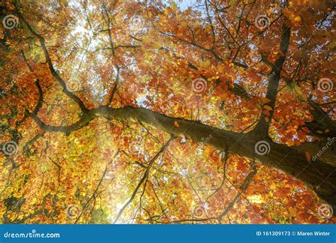 Sunbeams Shine Through A Treetop With Colorful Red And Golden Autumn