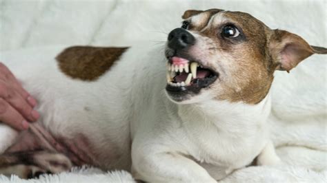 Bared Teeth In Dogs Why Do Dogs Show Their Teeth Pethelpful