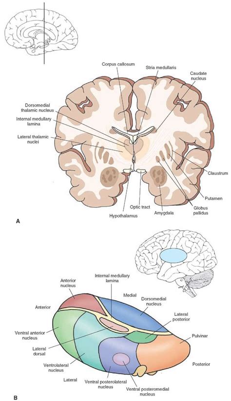 The nervous system is the control center for your body. Pin by Sofia Cassini on NEUROFISIOLOGIA | Brain anatomy, Nervous system anatomy, Nervous system ...