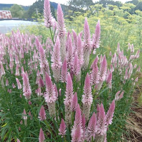 Celosia Flamingo Feather Organic Adaptive Seeds