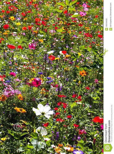 Meadow Of Richly Coloured Summer Wild Flowers Stock Photo Image Of