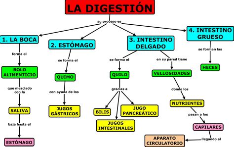 Sistema Digestivo Mapa Conceptual Completo Kulturaupice Porn Sex Picture