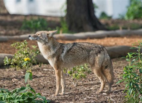 How To Protect Your Pet From Coyotes Petmd