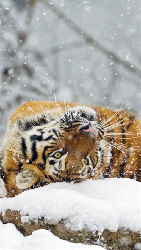 Wallpaper Tiger Cute Animals Snow Winter 4k Animals