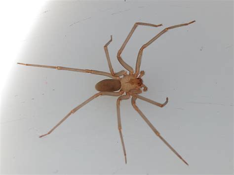 29 Spiders That Look Like Brown Recluse And How To Identify It