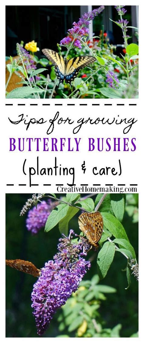 Tips For Growing Butterfly Bushes In Your Garden