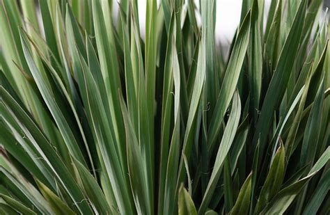 If untrimmed, the flower spikes can remain for up to 2 years after flowering, eventually turning an unsightly brown. How to Care for Your Yucca Plant, the Biggest Succulent of ...