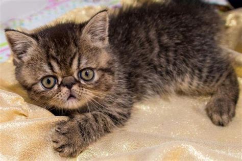 Cfa Exotic Shorthair Kitten For Sale Brown Tabby For Sale In