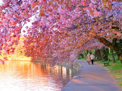 Beautiful Wallpapers For Desktop Cherry Blossom Wallpapers Hd