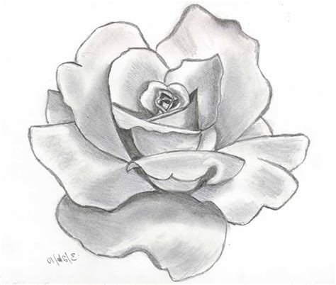 Roses Drawing Easy At Getdrawings Free Download