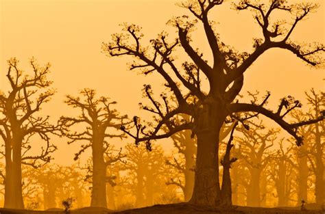 Baobab Grove Bing Wallpaper Download
