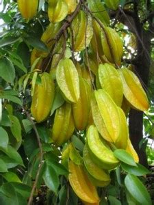 The cactus community on reddit. Star Fruit (Carambola) - Nutrition Facts, Health Benefits ...