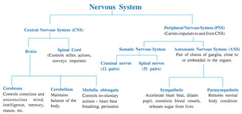 Nervous System Control And Coordination Study Page