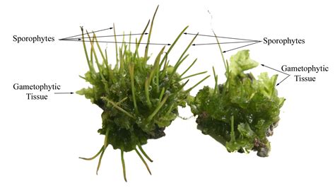 [diagram] sporangium diagram of moss mydiagram online