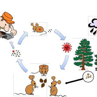 Hantavirus disease in humans is rare but frequently lethal in the neotropics. Hantavirus life cycle. Glycoproteins integrated in the ...