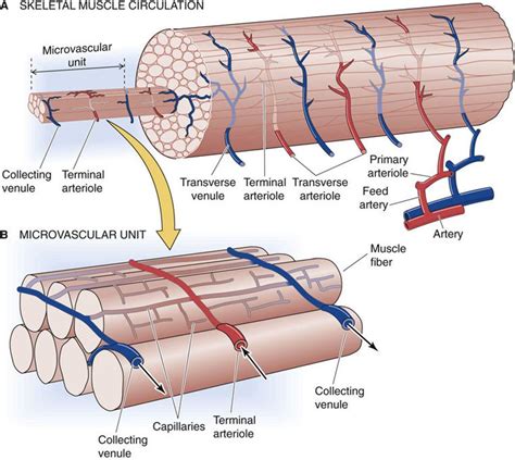 The Skeletal Muscle Special Circulations The Cardiovascular System