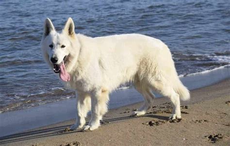 The List Of 18 How Much Is A White German Shepherd