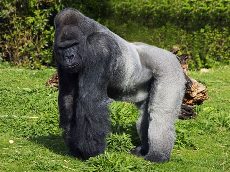 Images Gorilla Species And Subspecies Live Science