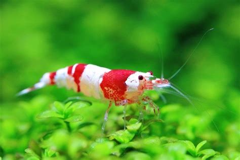 19 Popular Freshwater Shrimp Species In 2024 With Pictures Pet Keen