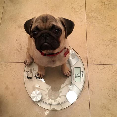 Diet Are You Serious Pug Lover Pug Puppies Pugs