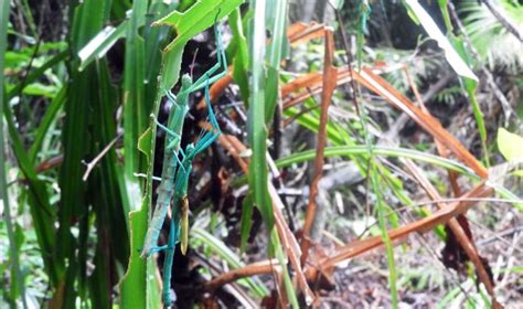 Phantastic Phenomenal Phantom Phasmid Of The Daintree Rainforest Aka