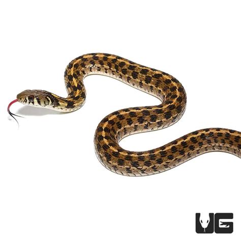 Checkered Garter Snakes For Sale Underground Reptiles