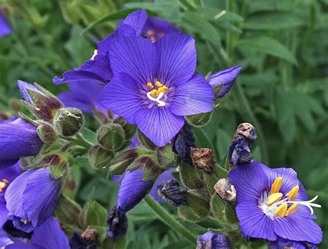 Southwest Colorado Wildflowers Polemonium 2