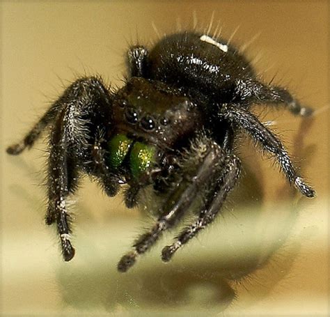 Black Spider With Green Spots Telegraph