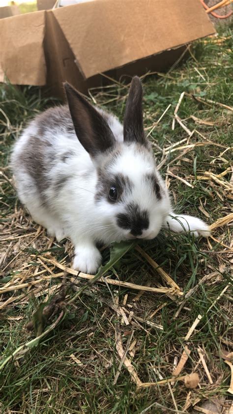 White, red, and black, broken. New Zealand rabbit Rabbits For Sale | Chestnut Ridge, NY ...