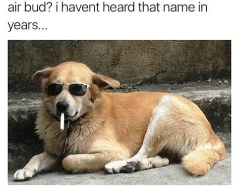 Hilarious Dog Memes That Will Make Your Day Even Better