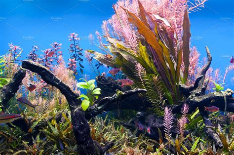 Seaweed Underwater Nature Stock Photos ~ Creative Market